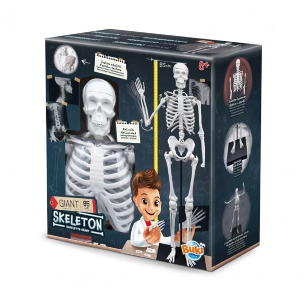Skeleton 85 cm – Squelette géant articulé